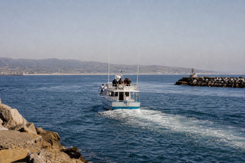 3-Hour Whale Watching Cruise