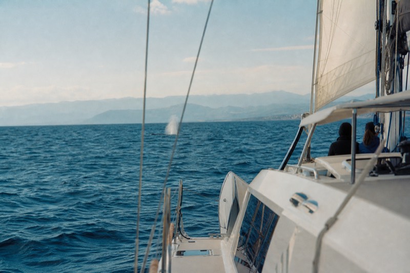 Whale Watching by Sailing Catamaran