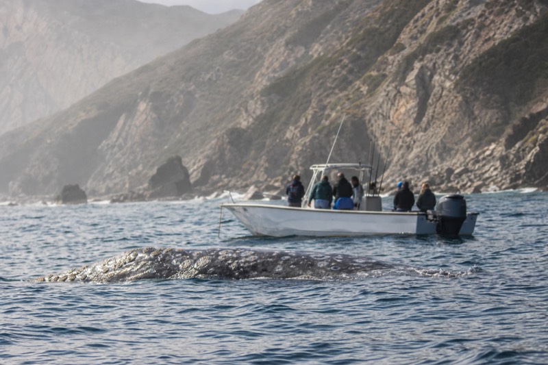 Wild Pacific Whale & Dolphin Watch