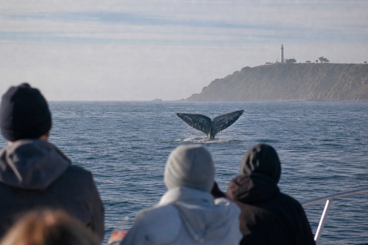 Gray whale fluke lifting from the Pacific near a San Diego whale watching boat off Point Loma