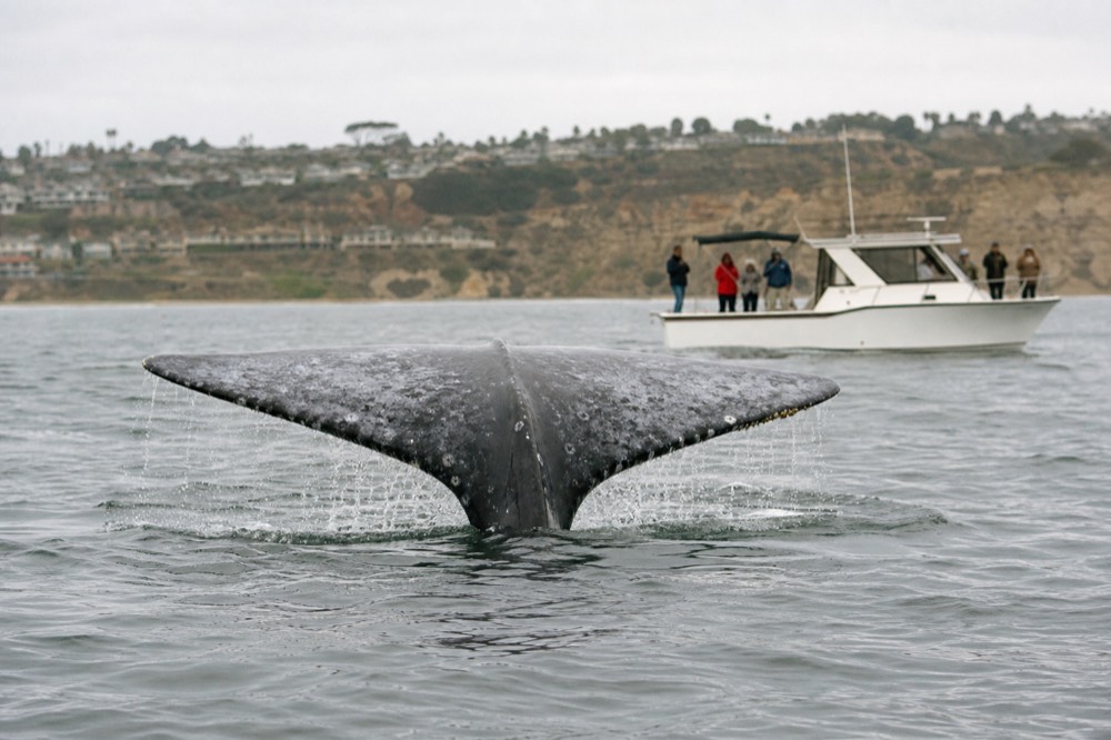 A gray whale fluke dripping over silver water off San Diego during February, the best month for whale watching in the gray season