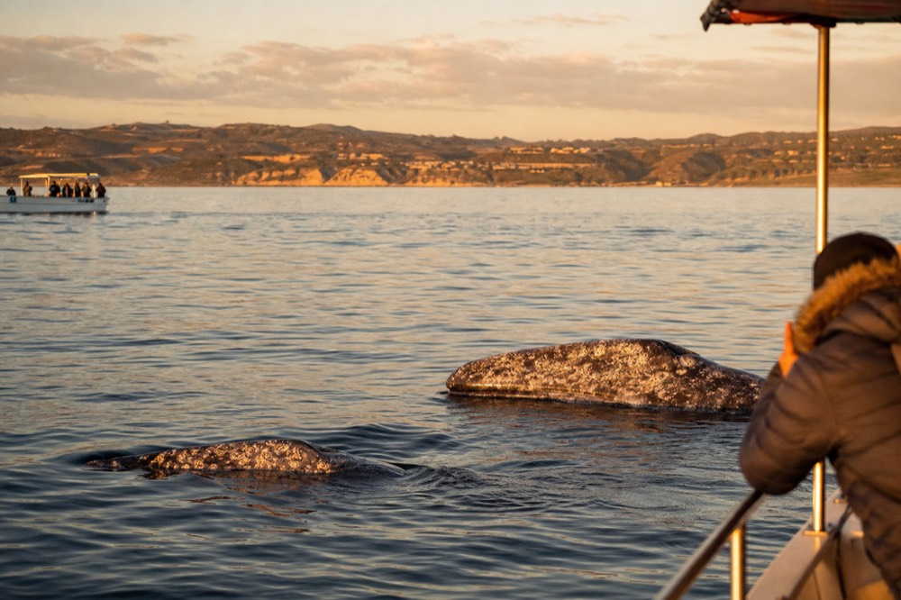 Gray whales and calm winter ocean off San Diego at golden hour, long shadows and warm low light