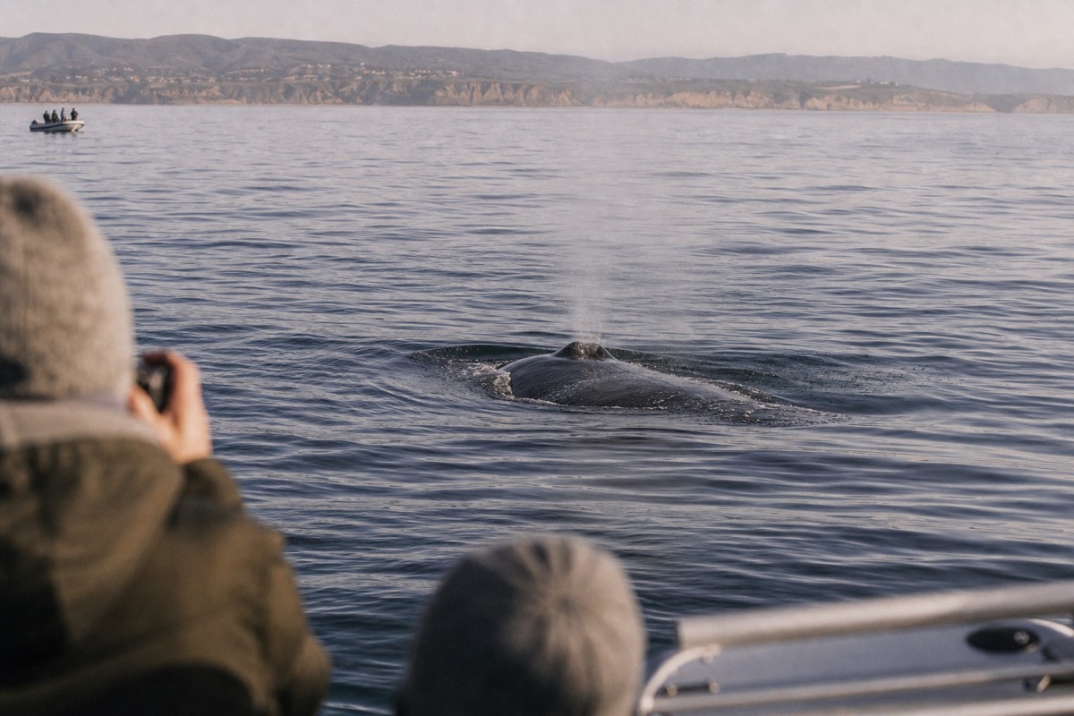 A gray whale spout off the San Diego coast on a clear winter morning seen from a small tour boat
