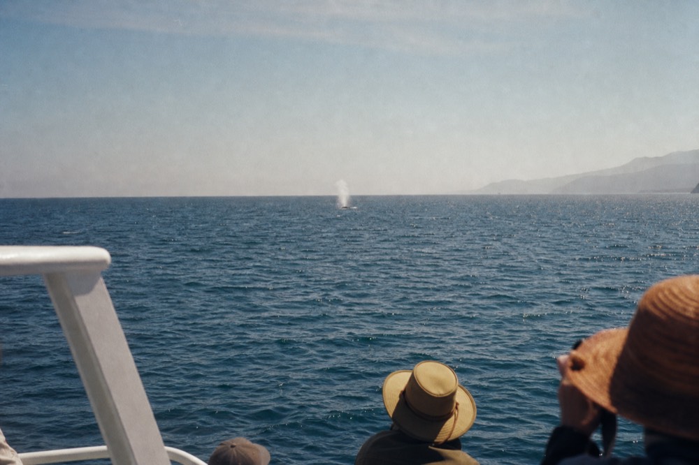 A wide hazy Pacific horizon seen from the deck of a San Diego whale watching boat with a single distant spout