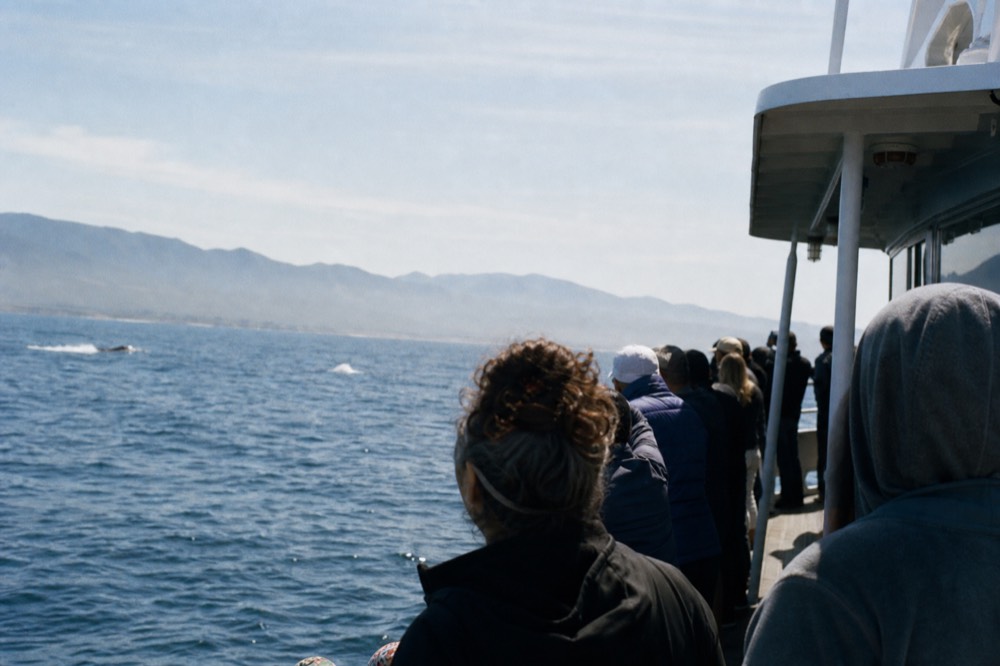 Passengers scanning open Pacific water from a whale boat rail, late-morning light