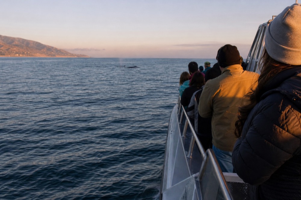 Passengers scanning open Pacific water from a whale boat rail at golden hour, long shadows and warm low light