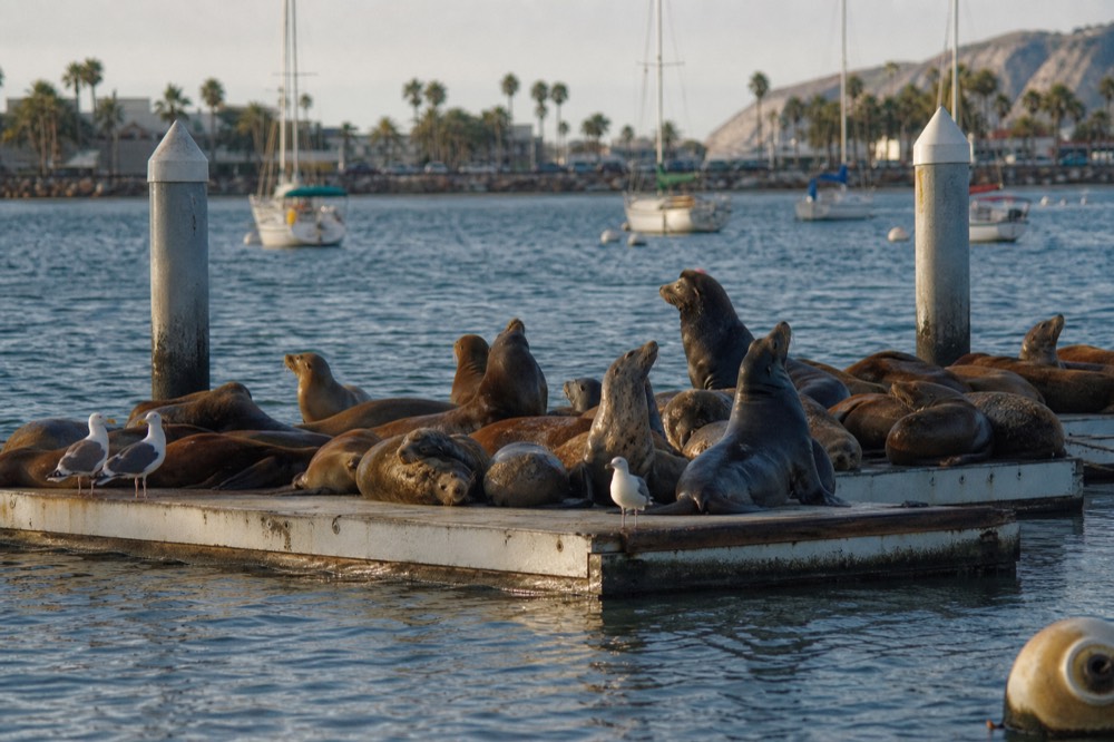 California sea lions crowded on a floating dock in San Diego Bay, the wildlife stop on the SEAL Tour water route