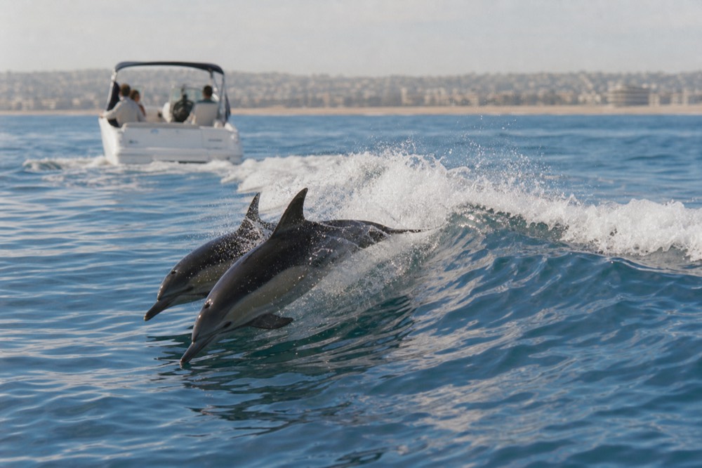 Common dolphins riding the bow wave of a San Diego whale watching boat, the most reliable sighting in any month of the season