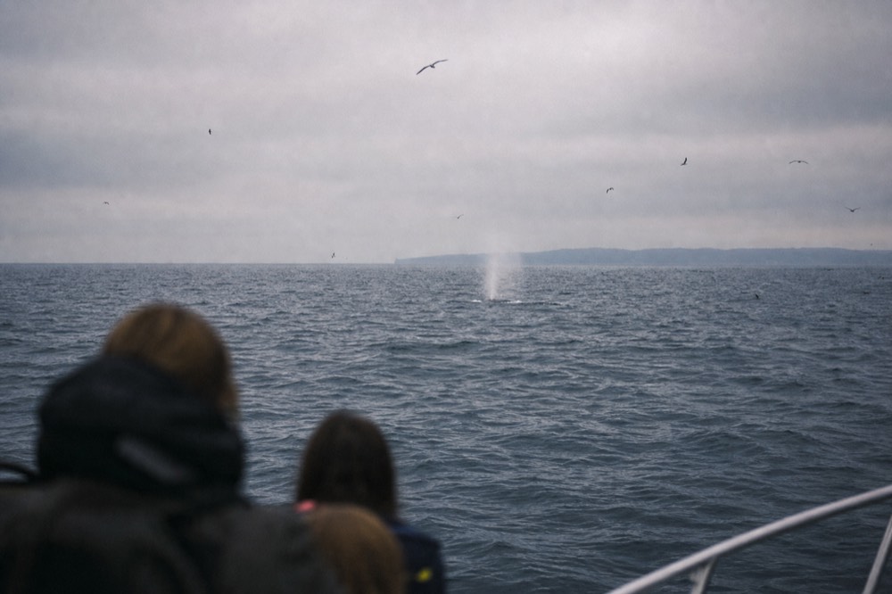 A grey winter horizon off Point Loma with a faint whale blow and seabirds, seen over the rail during San Diego whale watching season
