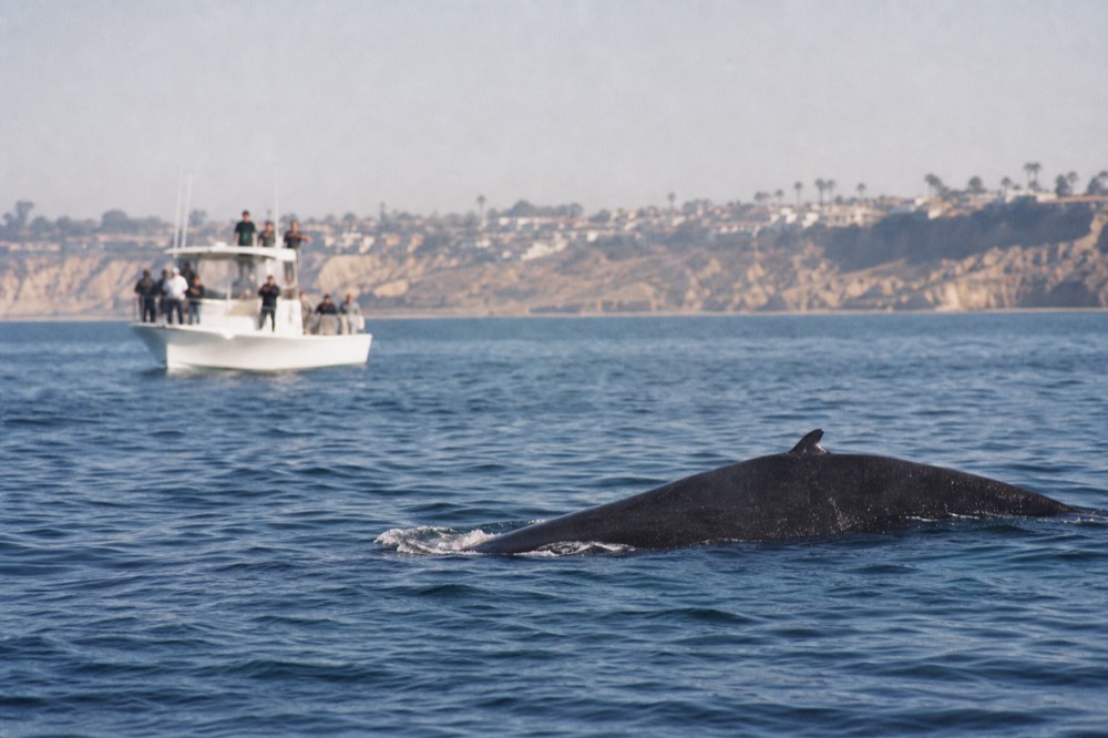 A whale watching boat and marine wildlife off the San Diego coast, late-morning light