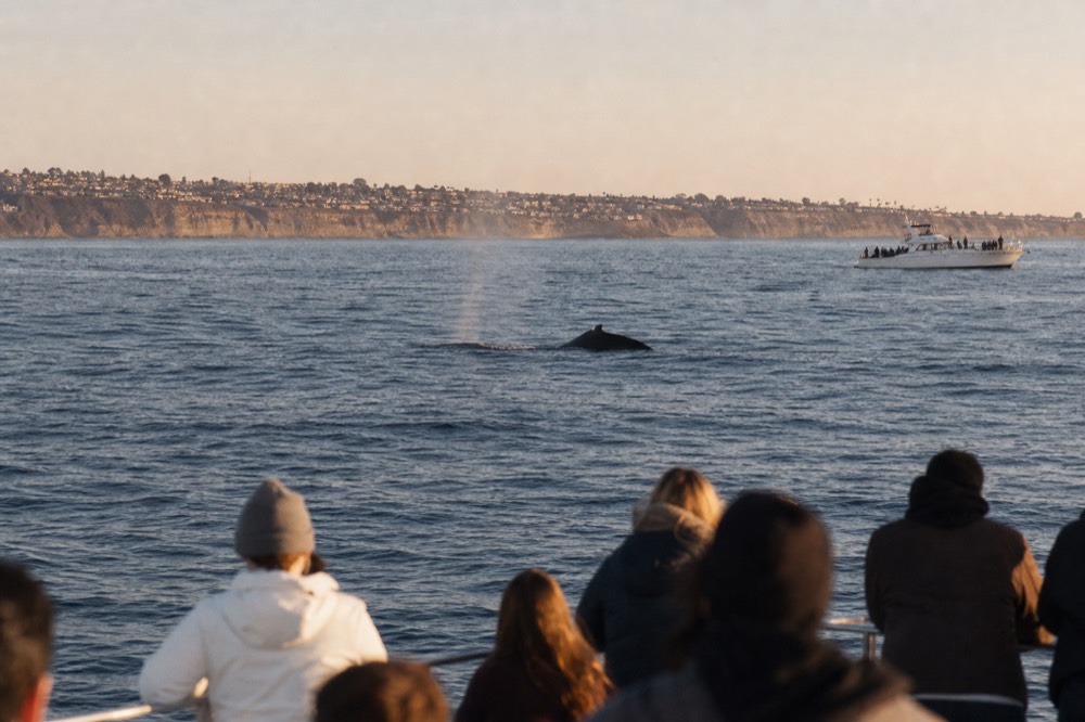 A whale watching boat and marine wildlife off the San Diego coast at golden hour, long shadows and warm low light