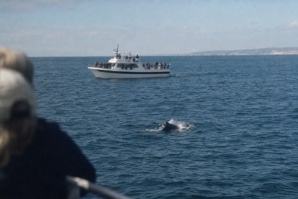 A whale watching boat and marine wildlife off the San Diego coast, a railing or shoulder softly out of focus in the foreground